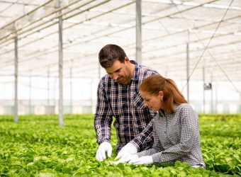 Two agronomist engineers analyze the salad plantation. In the greenhouse