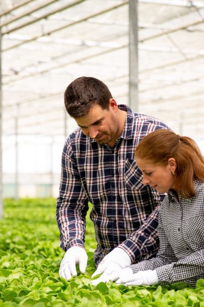 Two agronomist engineers analyze the salad plantation. In the greenhouse